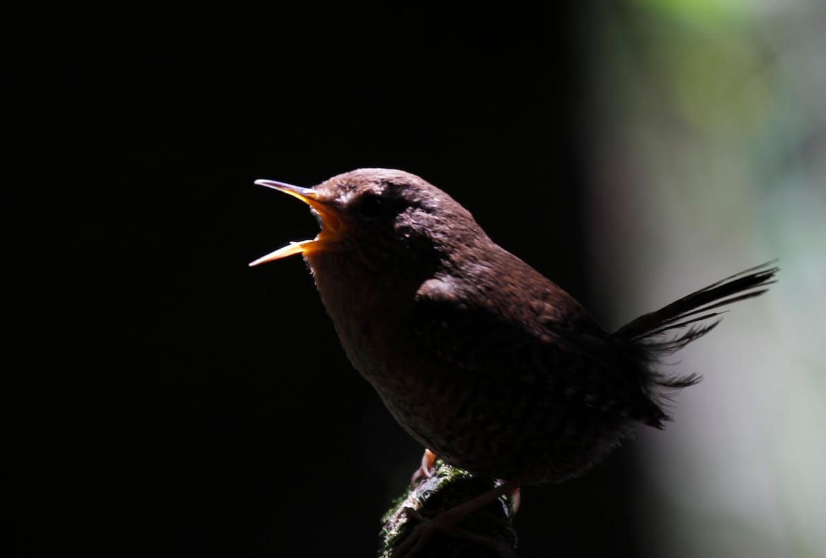 advent journal: songs of hope