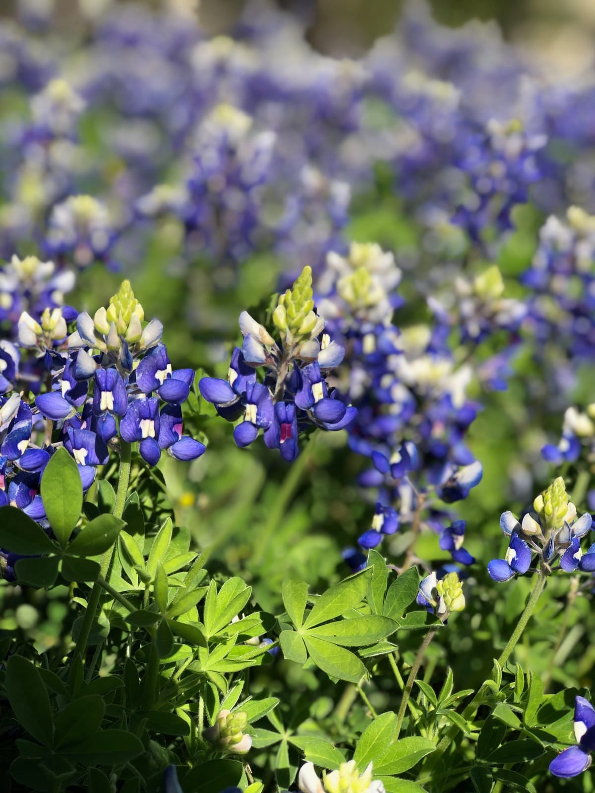 lenten journal: among the wildflowers