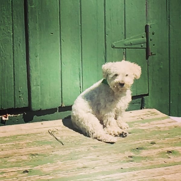 lenten journal: we have to grieve our lost good days