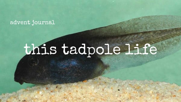 advent journal: this tadpole life