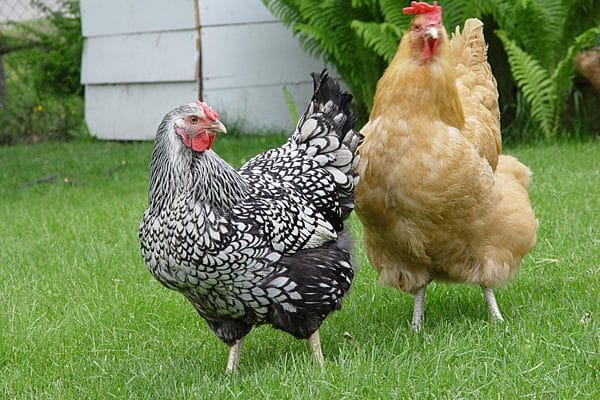 lenten journal: march madness