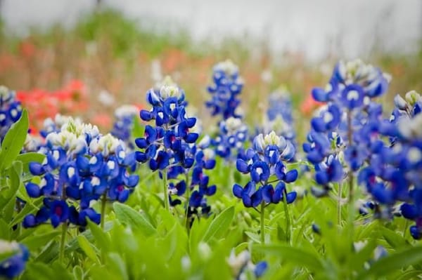 lenten journal: of birds and bluebonnets