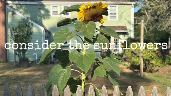 consider the sunflowers