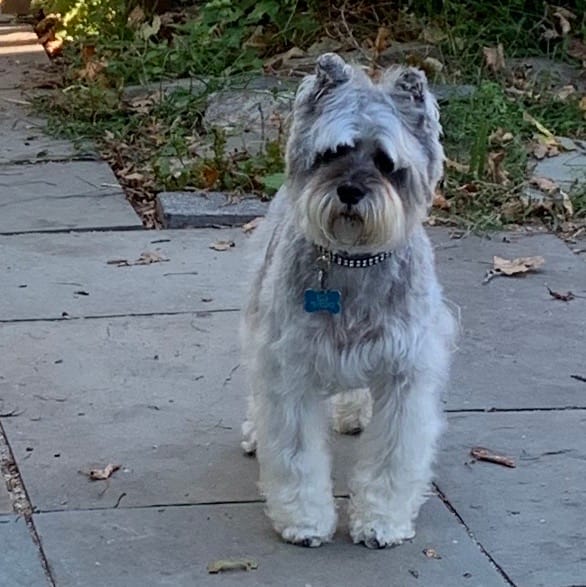 advent journal: sundown