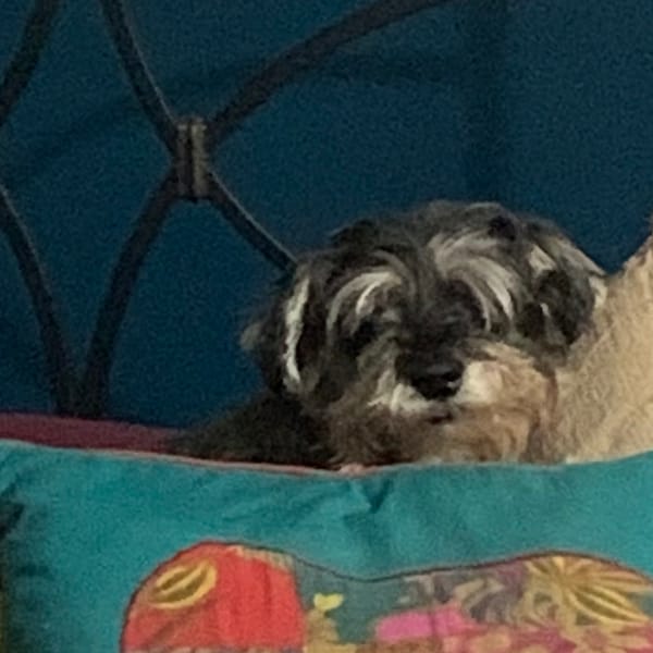 lenten journal: lila