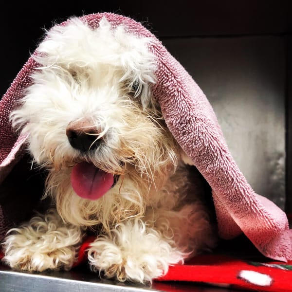 lenten journal: pulling up the covers