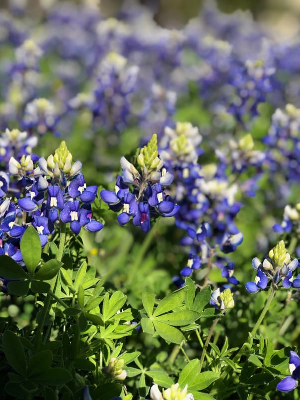 lenten journal: among the wildflowers