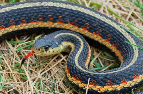 lenten journal: snakes on a plain